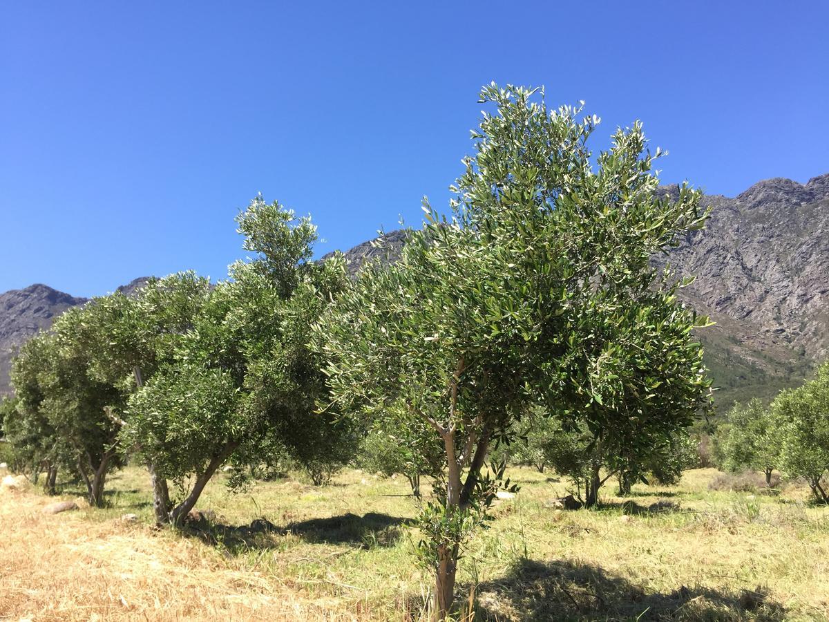 Olive Cottage فرانستشوك المظهر الخارجي الصورة